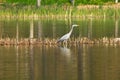 Ardea cinerea heron Royalty Free Stock Photo