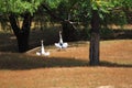 Ardea cinerea heron basking in the sun Royalty Free Stock Photo