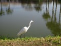 Heron on the shore of a lake