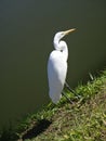 Heron on the shore of a lake