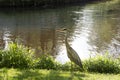 Heron in an amsterdam park. netherlands holland