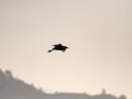 Heron silhouette in flight