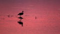Heron silhouette in the lake Royalty Free Stock Photo