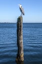 Heron sits on an old wooden log sticking out of water. Royalty Free Stock Photo