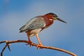 Heron sitting on the branch with blue sky. Green-backed Green Heron, Butorides virescens, in the nature. Heron on the sky with