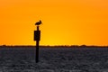 Heron sitting on a building on the water against the background of an orange sunset Royalty Free Stock Photo