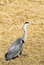 A heron sitting on grass Royalty Free Stock Photo