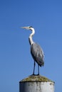 Heron sitting on the marina.Heron sitting on the marina. Royalty Free Stock Photo