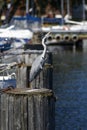 Heron sitting on the marina.Heron sitting on the marina. Royalty Free Stock Photo