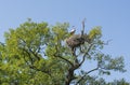 Heron sitting in the nest on tree in the field