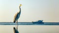 Heron Sitting in the Pool, Maldives. Royalty Free Stock Photo