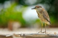 Heron sitting on the river cost. Heron sitting on the stone. Night heron, Nycticorax nycticorax, grey water bird sitting in the st