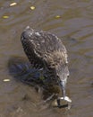 Heron Snatching Fish