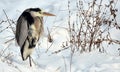The heron in the snow stands on one leg