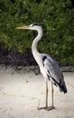 Heron standing on the beach