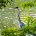 Heron standing behind green foliage at lake