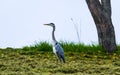 Heron standing on a green slope