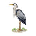 Heron standing on the ground watercolor illustration. Ardea herodias avian single image. Hand drawn realistic great blue Royalty Free Stock Photo