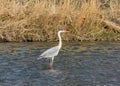 Heron standing in the Kamo river in Kyoto, Japan