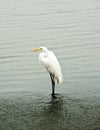 Heron standing by a lake.