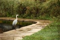 Heron is standing on the lake side Royalty Free Stock Photo
