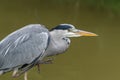 Heron standing by a river