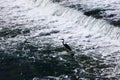 A heron standing in the river of Kamo, Kyoto Japan