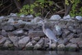 a heron standing on top of a pile of rocks in the water