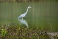Heron standing in the water, nature reserve Haff Reimech in Luxembourg Royalty Free Stock Photo