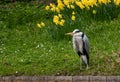 Heron stands at the edge of the lake