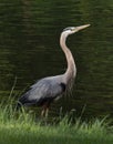 Heron stands proudly on a grassy shore