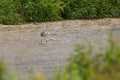 Heron stands in a river Royalty Free Stock Photo