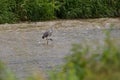 Heron stands in a river Royalty Free Stock Photo