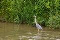 Heron stands in a river Royalty Free Stock Photo