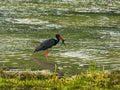 Heron frog nature Royalty Free Stock Photo