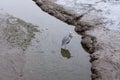 A heron stays warm during a cold snap in the weather