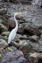 Heron and stones Royalty Free Stock Photo