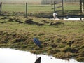 Heron and Stork on same meadow in Hitland, The Netherlands