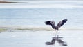 Heron stretching his wings at Joemma Beach on the Key Peninsula of the Puget Sound near Tacoma Washington