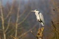 Heron on stump