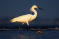 Heron with sun in the morning sunrise. Snowy Egret, Egretta thula, in the coast habitat. Bird with the dark blue sea. Heron in the Royalty Free Stock Photo