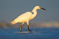 Heron with sun in the morning sunrise. Snowy Egret, Egretta thula, in the coast habitat. Bird with the dark blue sea. Heron in the Royalty Free Stock Photo