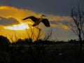 Heron at Sunset perched on a branch in Africa