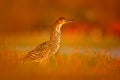 Heron sunset, in water. Evening sun, Rufescent Tiger-Heron, Tigrisoma lineatum, motteled bird with evening back light, in the natu