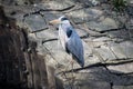 Heron on the supporting structure of a road bridge