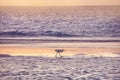 Heron in the surf line on the shores of the Indian Ocean. Royalty Free Stock Photo