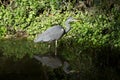 Heron at the swamp with reflection in water