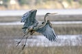 Heron takes flight.