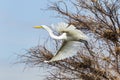 Heron takes off from the shore of the lake. Lake Baringo, Africa