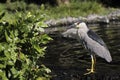 Heron Tongue Royalty Free Stock Photo